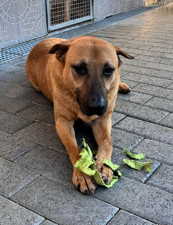 ARGO STA INVECCHIANDO IN CANILE Foto 8